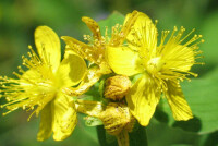 Зверобой повышает давление или понижает?