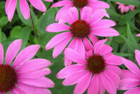 Эхинацея повышает давление или понижает