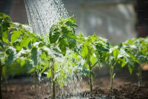 Как вырастить богатый урожай томатов: советы для здоровья и дачи