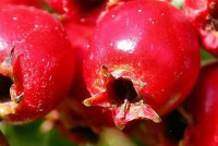 Боярышник от давления: рецепт настойки от гипертонии