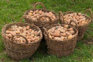 Как подготовить семенной картофель к посадке: пошаговая инструкция