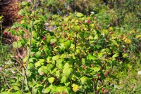 Уход за малиной после сбора урожая: важные шаги для здоровья кустов