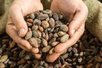 Можно ли пить какао при гипертонии: влияние на АД