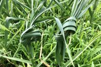 Как снизить давление: проверенные народные средства для вашего здоровья