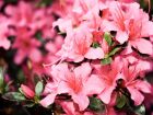 Азалия и давление: польза и уход за капризным растением