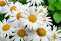 Ромашка от давления при гипертонии