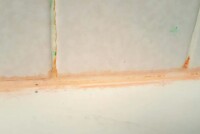 Розовый налет в ванной: скрытая угроза для вашего здоровья и как ее избежать