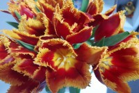 Секреты свежести: как продлить жизнь срезанным цветам и сохранить их красоту