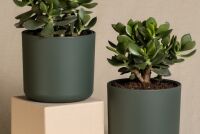 Зимний уход за растениями: как укрепить и стимулировать цветение