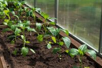 Выращивание перца без пикировки: секреты и особенности ухода для здорового урожая