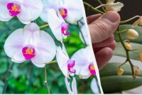 Орхидея сбрасывает бутоны: почему это происходит и как спасти цветок