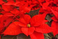 Почему пуансеттия теряет цвет и как вернуть ей яркость: советы для любителей комнатных растений