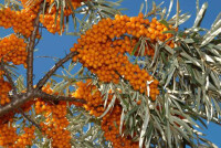 Облепиха повышает или понижает давление?