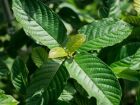 Рейтинг продавців кратома в Україні від Kratomlist.com.ua: Обираємо найкращих