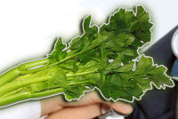 Сельдерей снижает или повышает давление