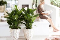 Как спатифиллум влияет на давление и как за ним ухаживать