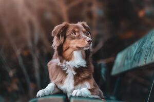 Как выбрать сухой корм для собаки: баланс качества и пользы