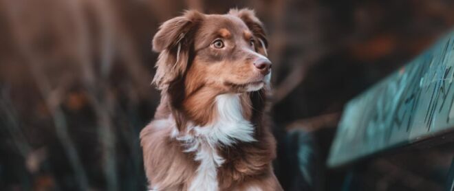 Как выбрать сухой корм для собаки: баланс качества и пользы