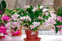 Удобрение комнатных растений: натуральные решения для вашего дома