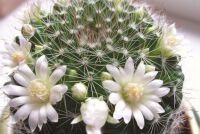 Народные приметы и домашние растения: что нужно знать