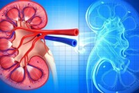 5 способов поддержать здоровье почек при повышенном давлении