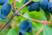 Жимолость от давления: как влияет, полезные свойства и противопоказания