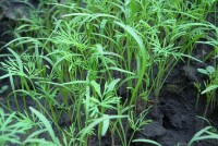 Что сажать после чеснока в августе: советы для здоровья и урожая