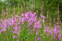 Применение и свойства Иван-чая