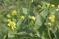 Как и зачем использовать сидераты для здоровья вашего огорода