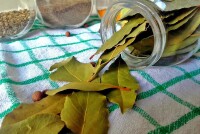 Как вырастить лавр дома: полезные советы для здоровья