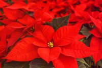 Почему пуансеттия теряет цвет и как вернуть ей яркость: советы для любителей комнатных растений