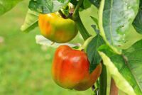 Как сохранить здоровье сердца и сосудов: советы специалистов