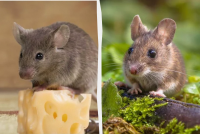 Натуральные средства от грызунов: эффективные методы борьбы и профилактики