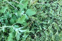 Полезные растения для снижения давления: 6 дикорастущих трав из вашего города