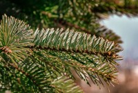 Народные средства для здоровья: как натуральные удобрения влияют на организм