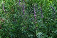 Пустырник при гипертонии: понижает или повышает давление