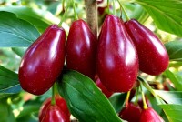 Саженцы Кизила – красивые и полезные деревья вашего сада