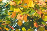 Осенние листья и здоровье: как использовать опавшие листья с пользой