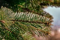 Народные средства для здоровья: как натуральные удобрения влияют на организм