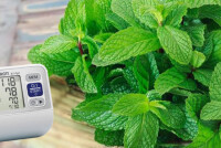 Мята при гипертонии: снижает или повышает АД