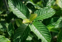 Рейтинг продавців кратома в Україні від Kratomlist.com.ua: Обираємо найкращих