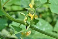 Почему много цветов на томатах, а урожая нет: советы для здорового сердца