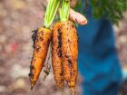 Как избежать загущения при посеве: простой метод, который удивит вас