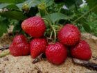 4 грядки для клубники: как вырастить богатый урожай при гипертонии