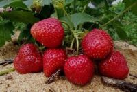 4 грядки для клубники: как вырастить богатый урожай при гипертонии