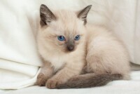 Сиамская порода кошек и уход за ней