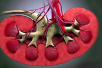 Почечное давление: что это такое и как его снизить