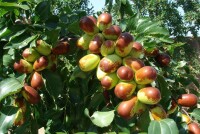 Китайский финик (зизифус): польза для сердца и советы по выращиванию