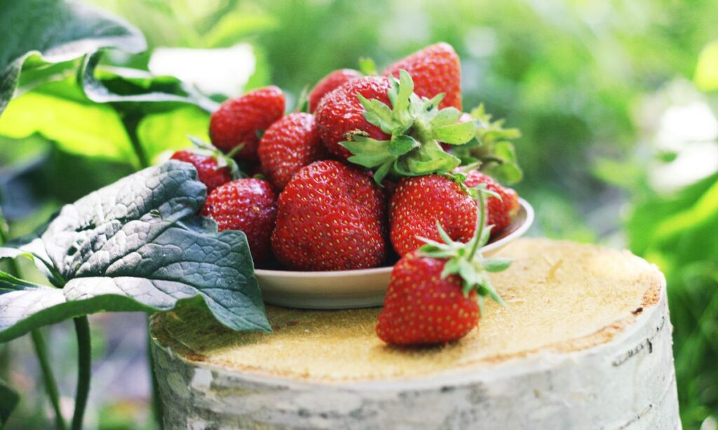 Как получить ранний урожай: простые советы для садоводов