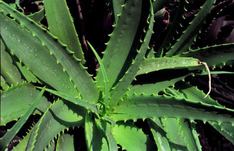 Алоэ при повышенном давлении: польза и применение